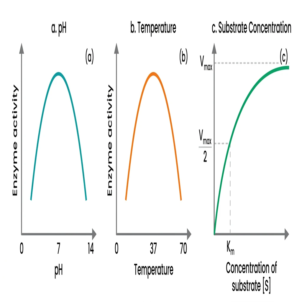 Three-panel biochemical graph illustrating the effects of pH, temperature, and substrate concentration on enzyme activity.
