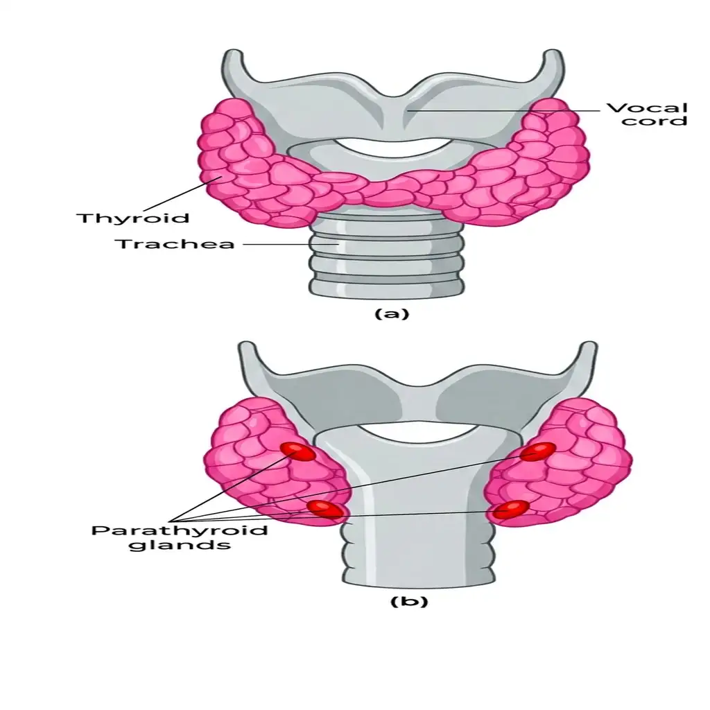 Ventral and dorsal views detailing thyroid trachea rings and the four embedded parathyroid glands.
